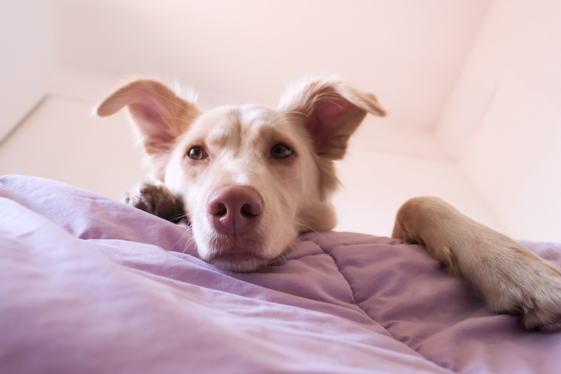 L’anemia emolitica del cane e del gatto.